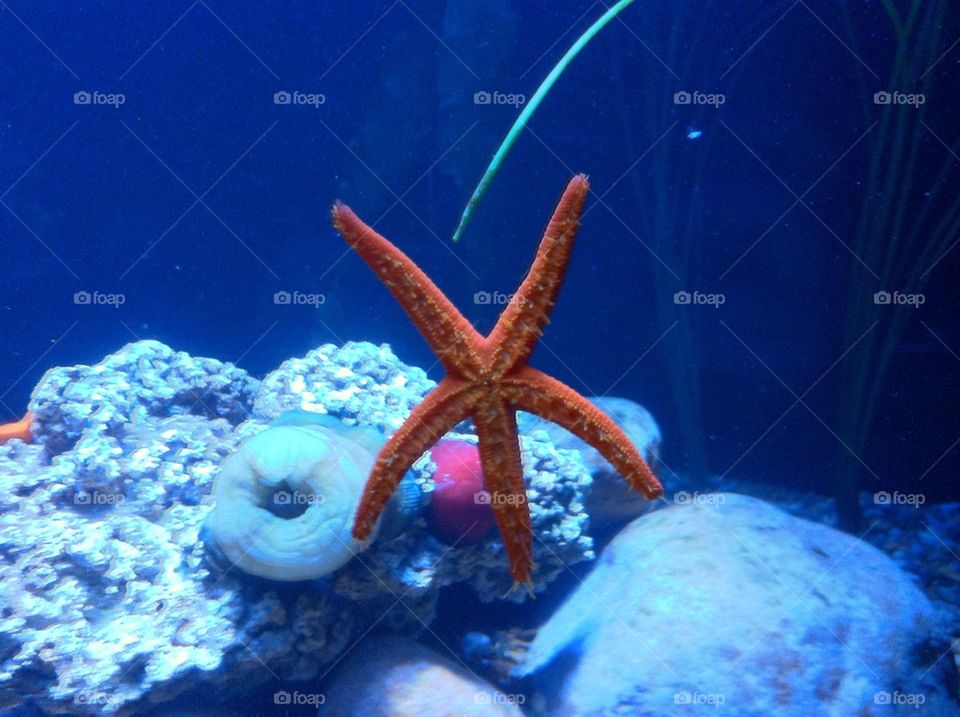 ocean water fish star by chillinitz