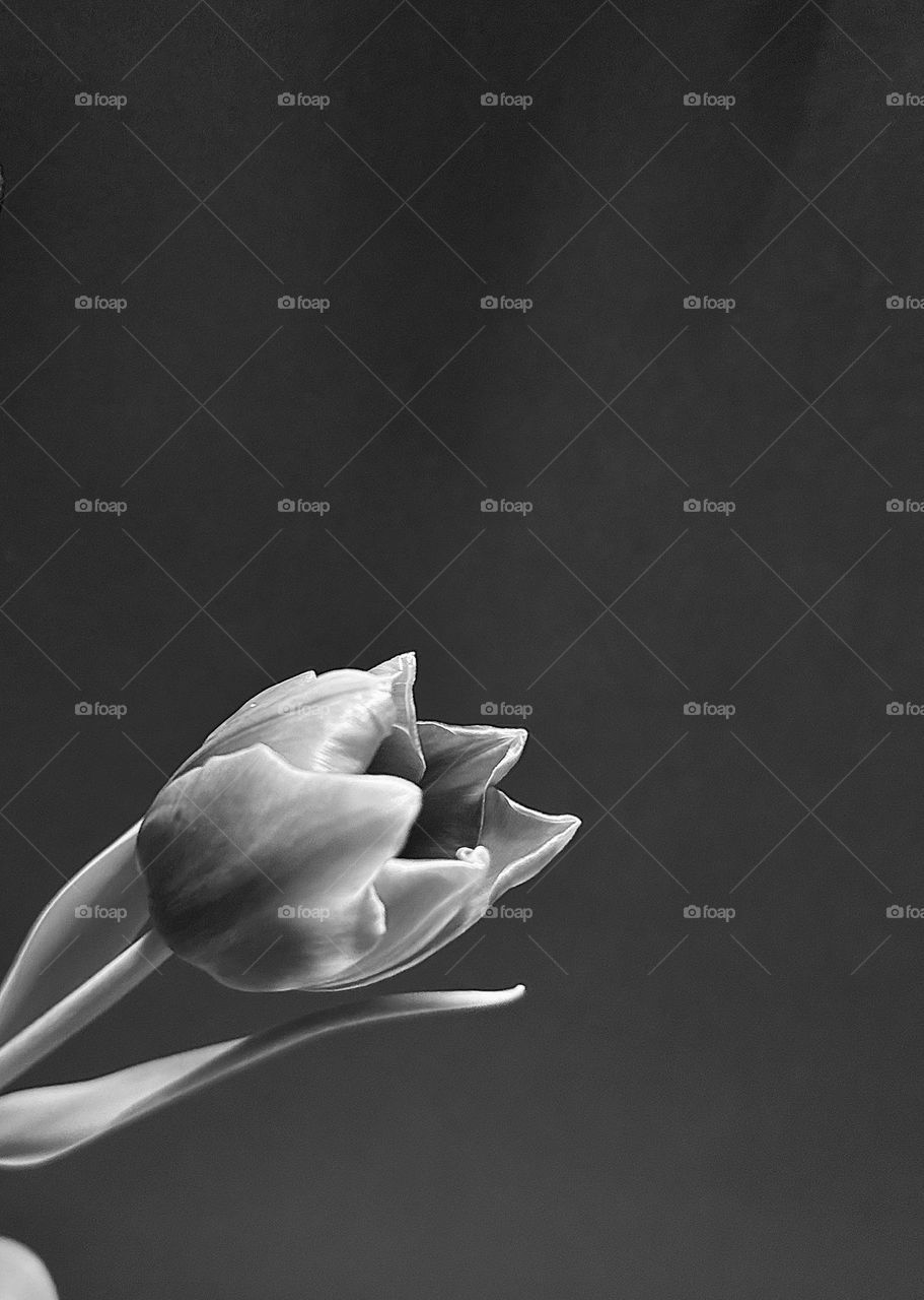 A black and white photo of a purple tulip. 