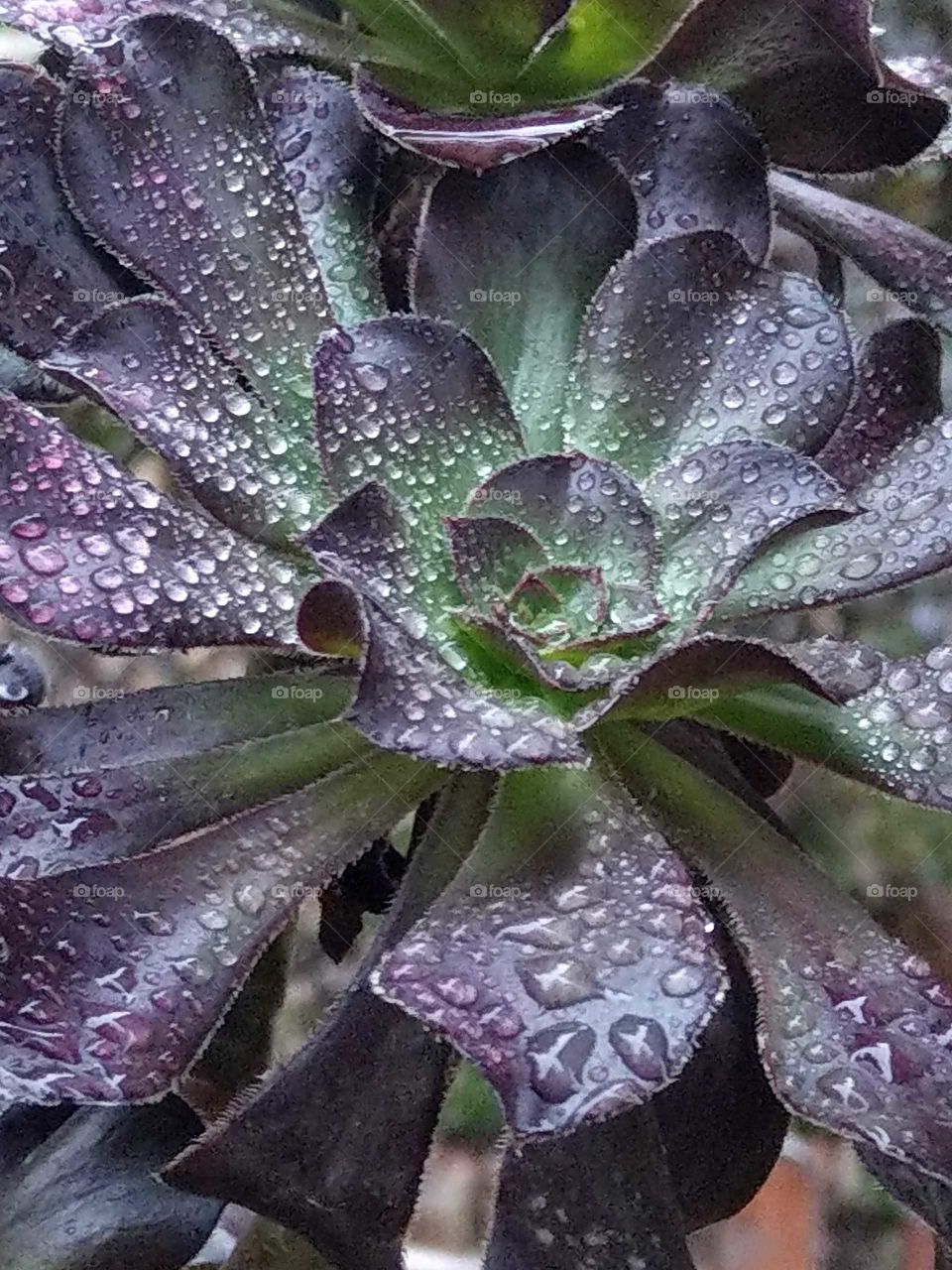 a succulent plant in raining day. flower-like.