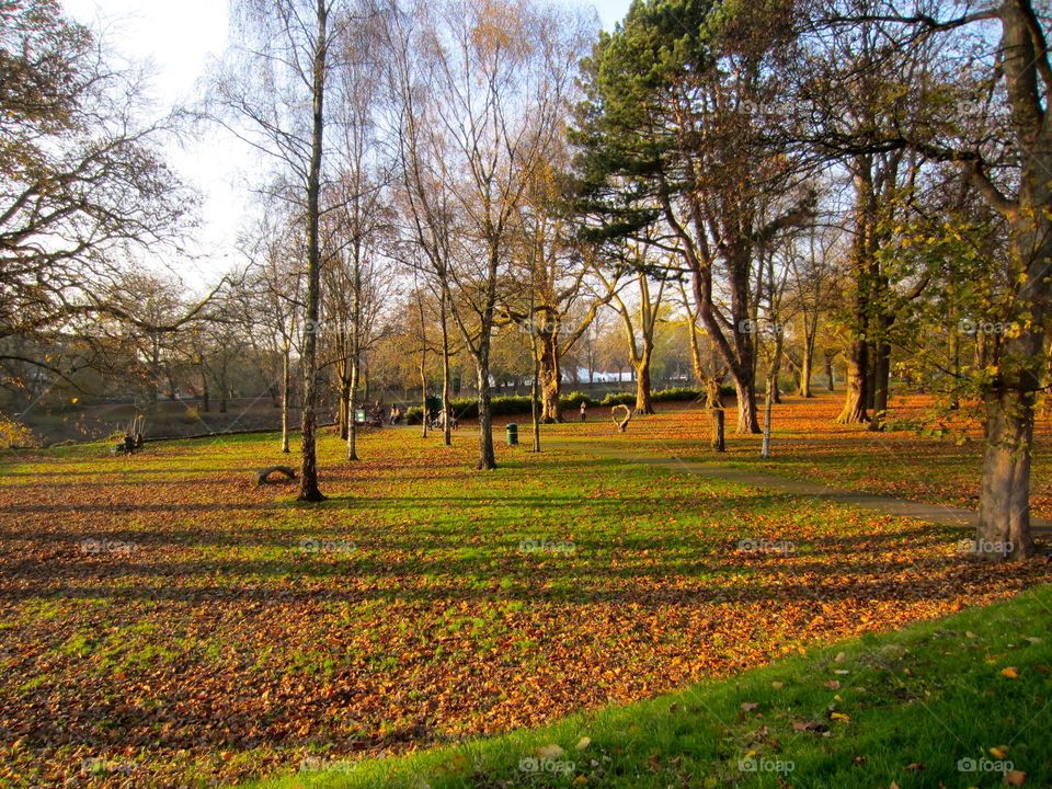 Landscape, Tree, Fall, Nature, Park