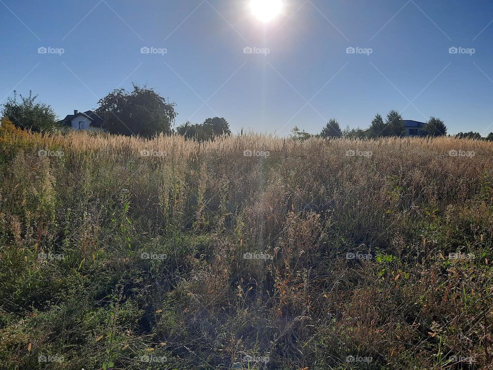 early morning with sun above fields