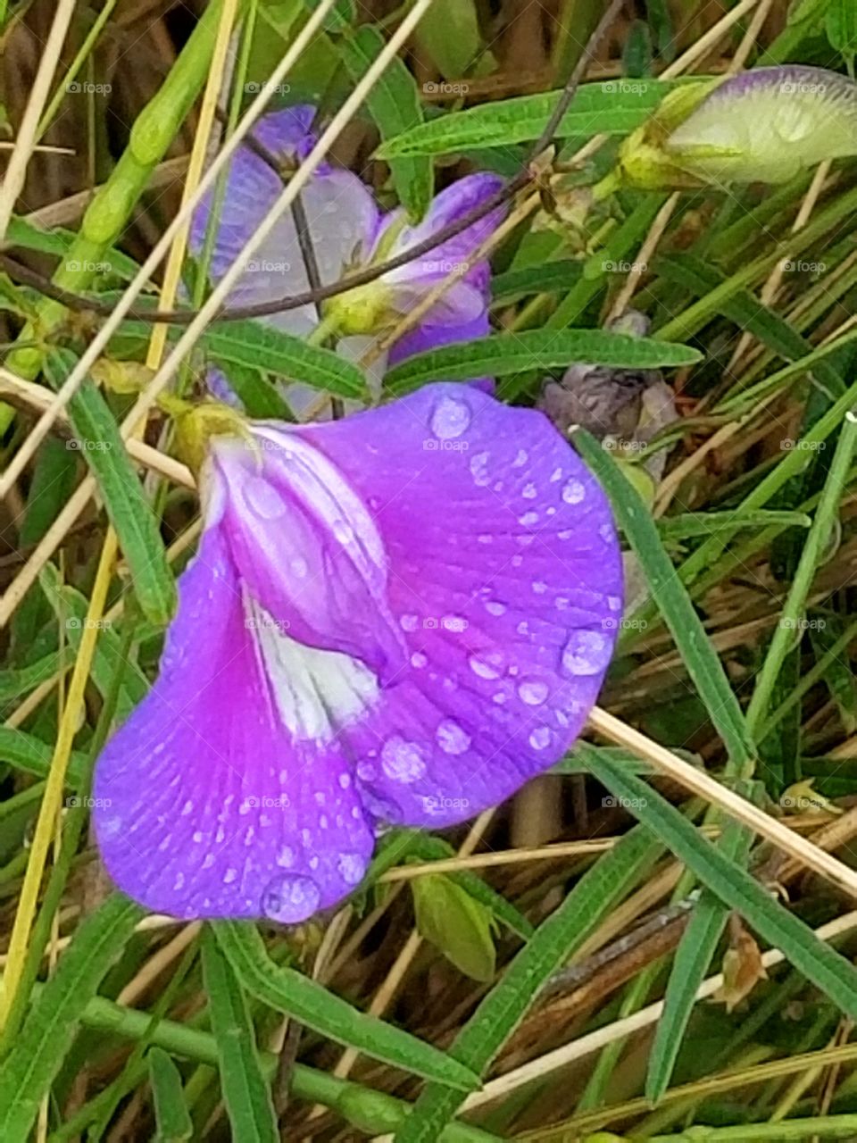 Lavender Flowers