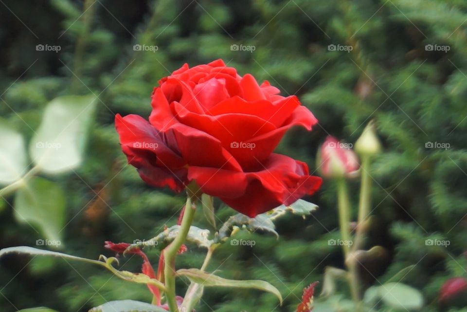 Red rose