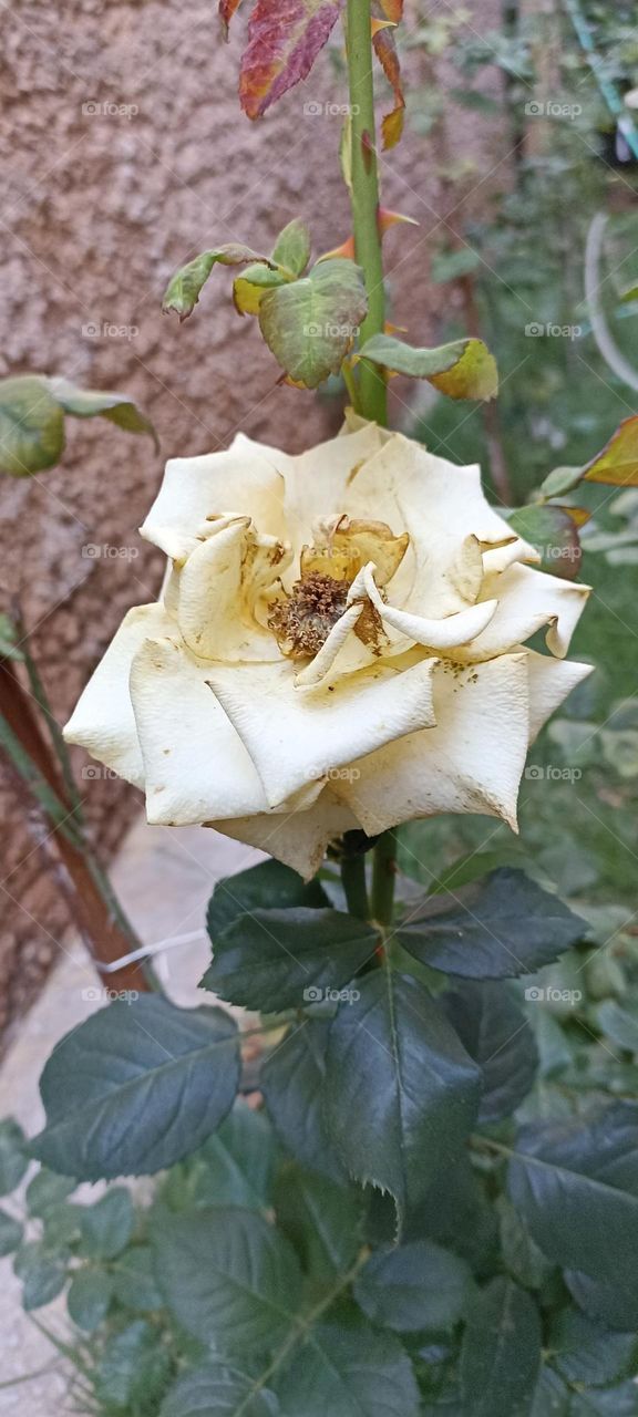 withered yellow rose