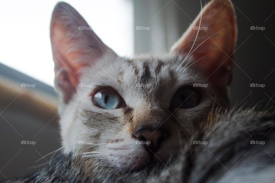 White calm cat, cat dreams