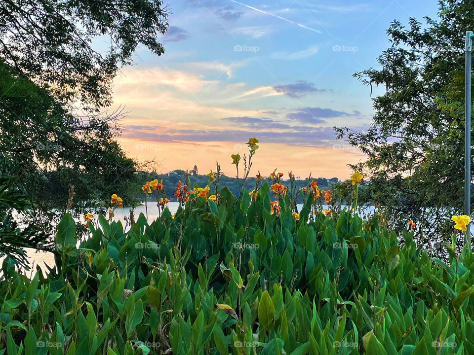 View of flowers at sunset