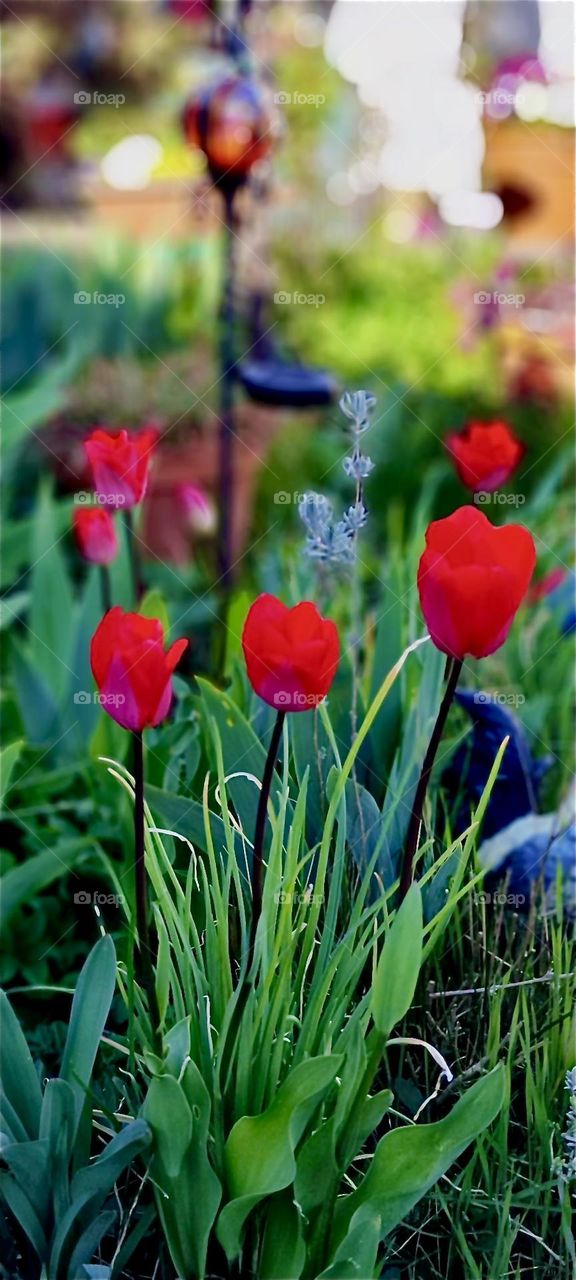 These blossoming red tulips in a beautiful garden in “Bavaria”, Germany have the complementary color to the deep green leaves and grasses that surround them. 2025. Hypnotic Productions