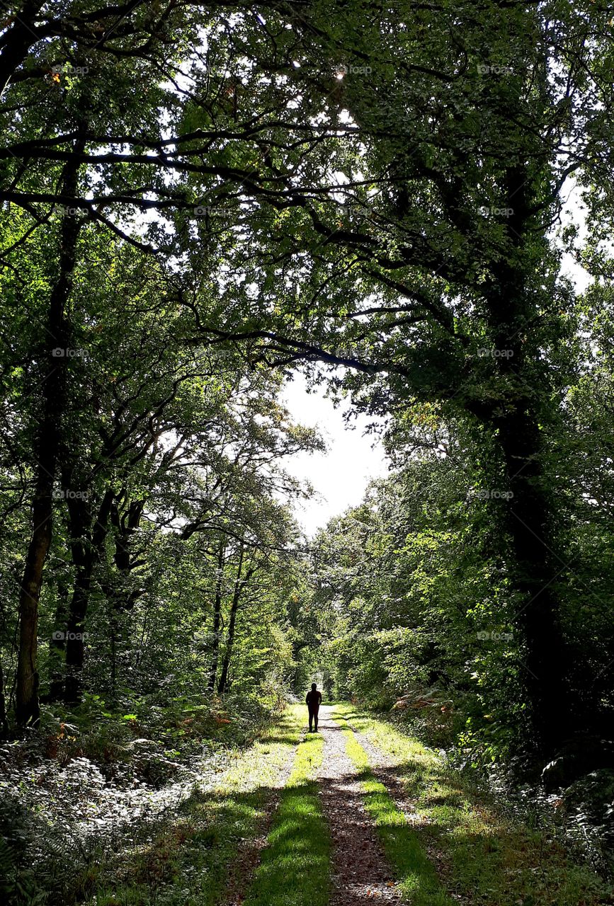 silhouette in the forest
