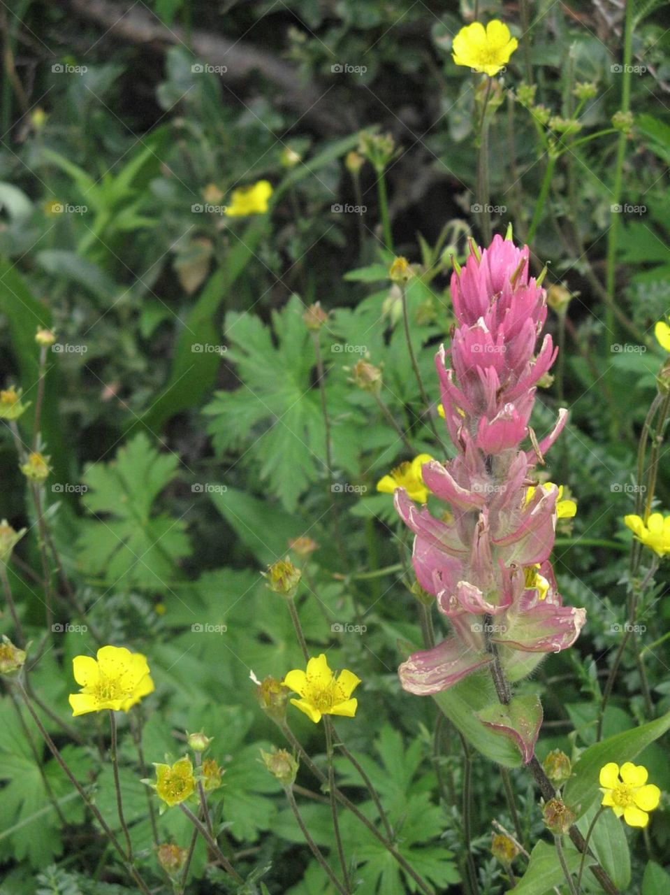Colorado wildflowers 