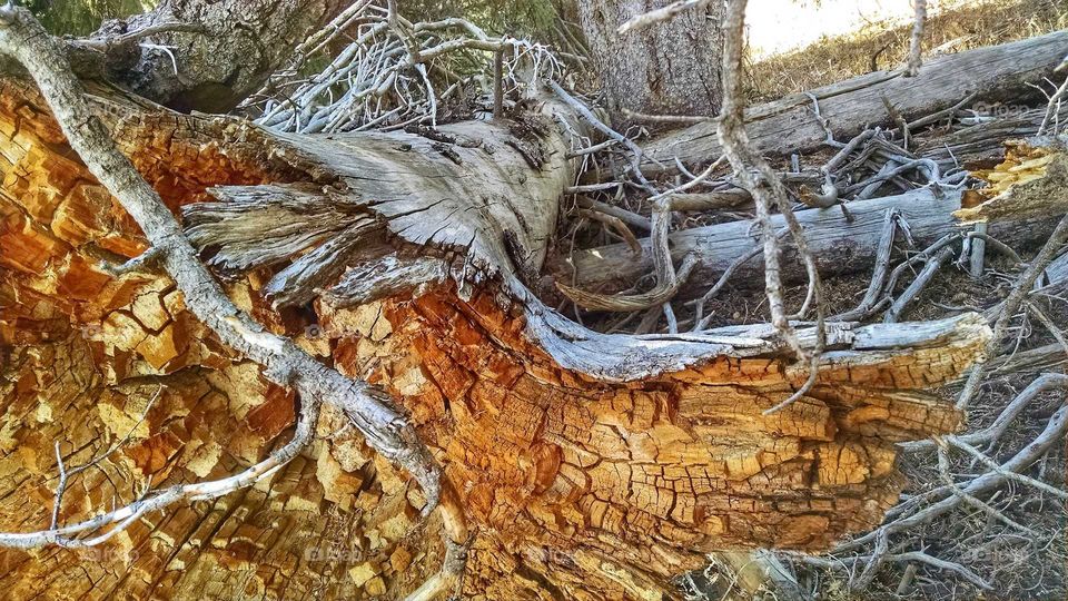 Fallen giant deep in a mountain forest.