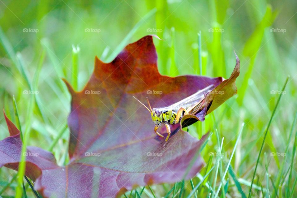 Grasshopper on leaf