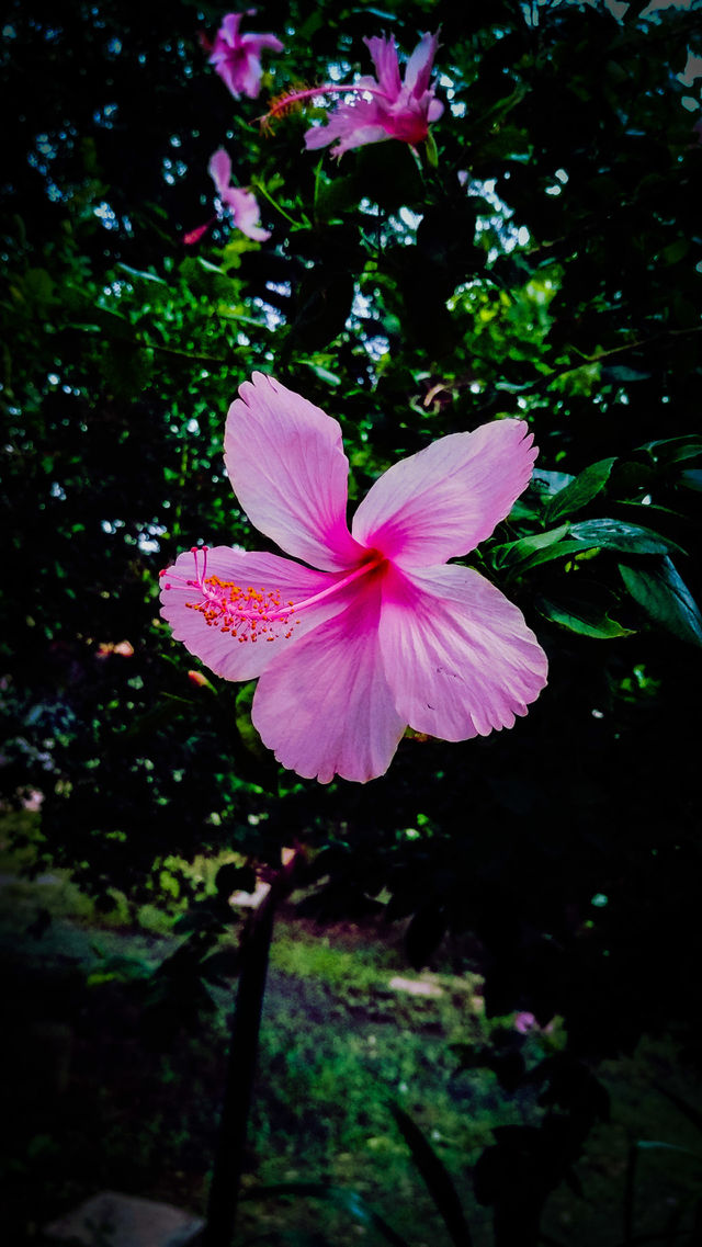 portrait of a plant