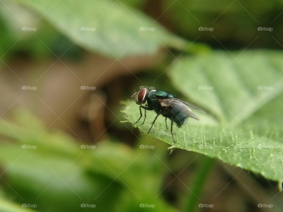 Green fly on the leaf.