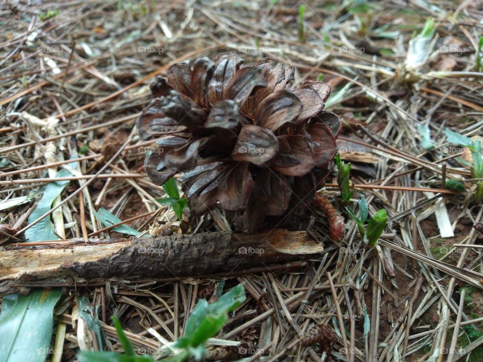 pinecone in garden