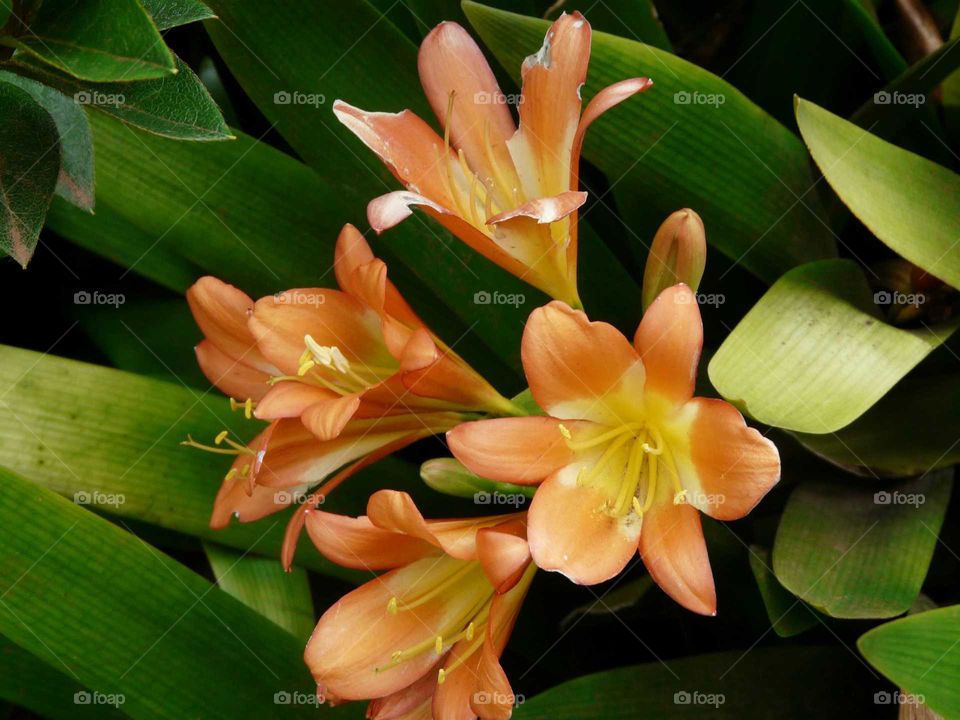 Elevated view of orange lily flowers