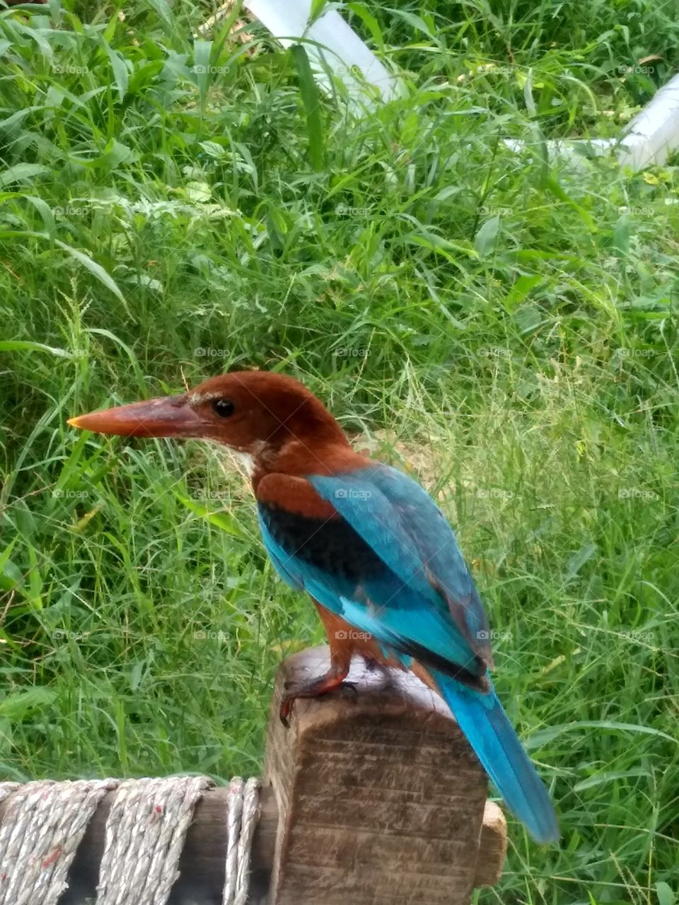 kingfisher