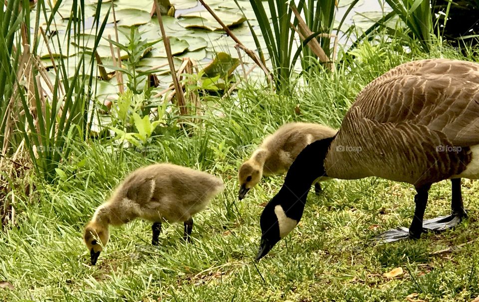Canadian goose and goslings feasting on green pasture