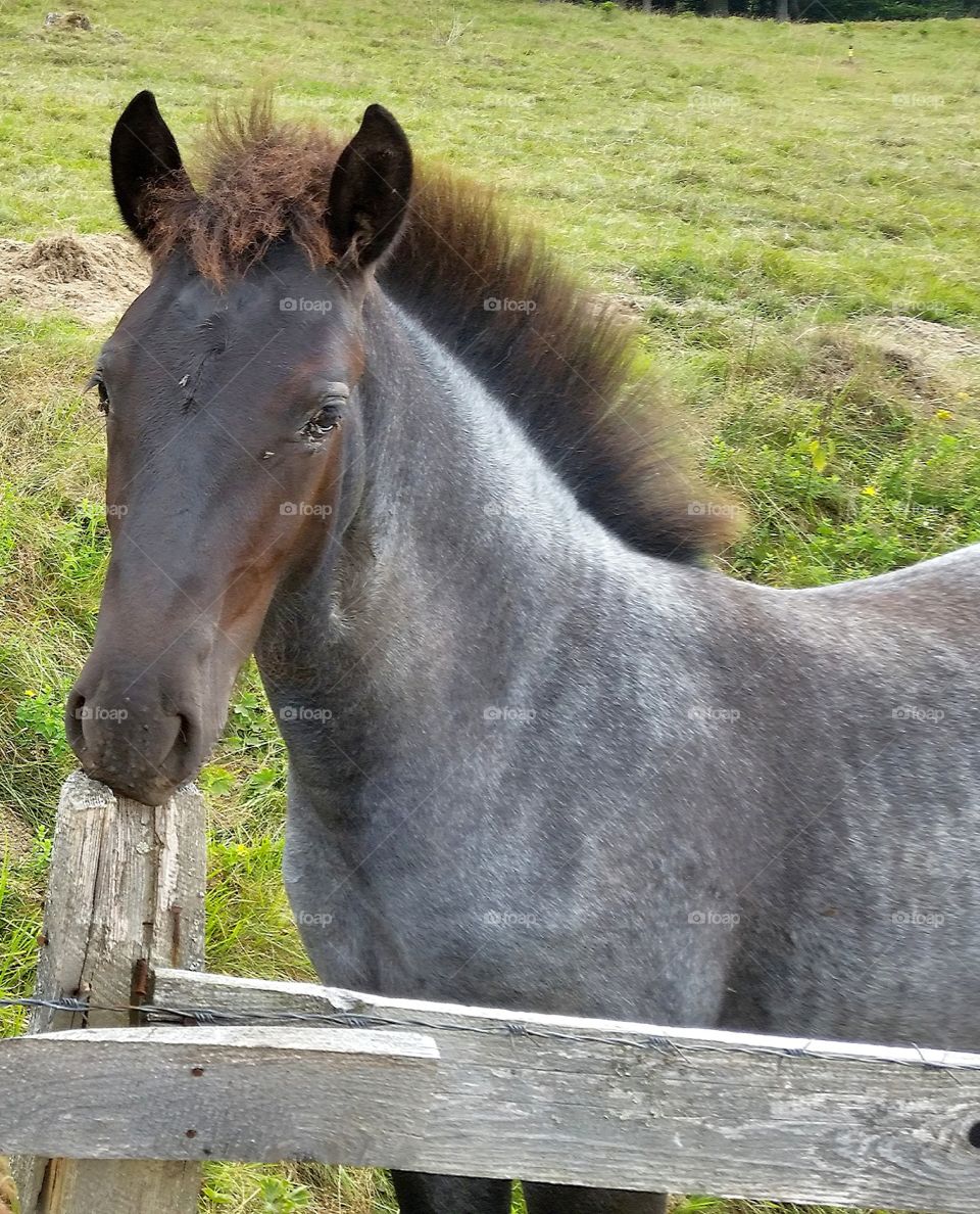 Horse curiosity