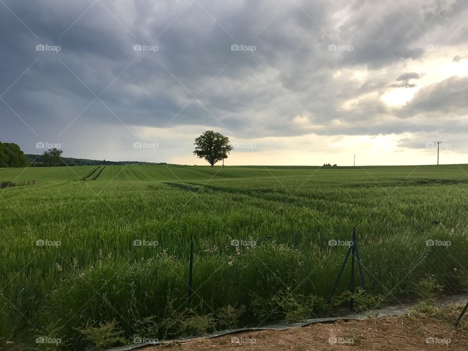 Orage sur champs de blé avant la pluie