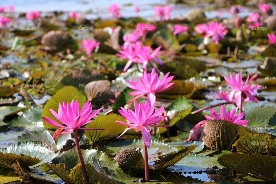 Red lotus at red lotus sea - thailand