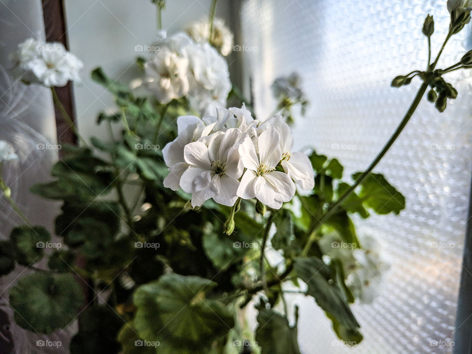 white geranium flowers