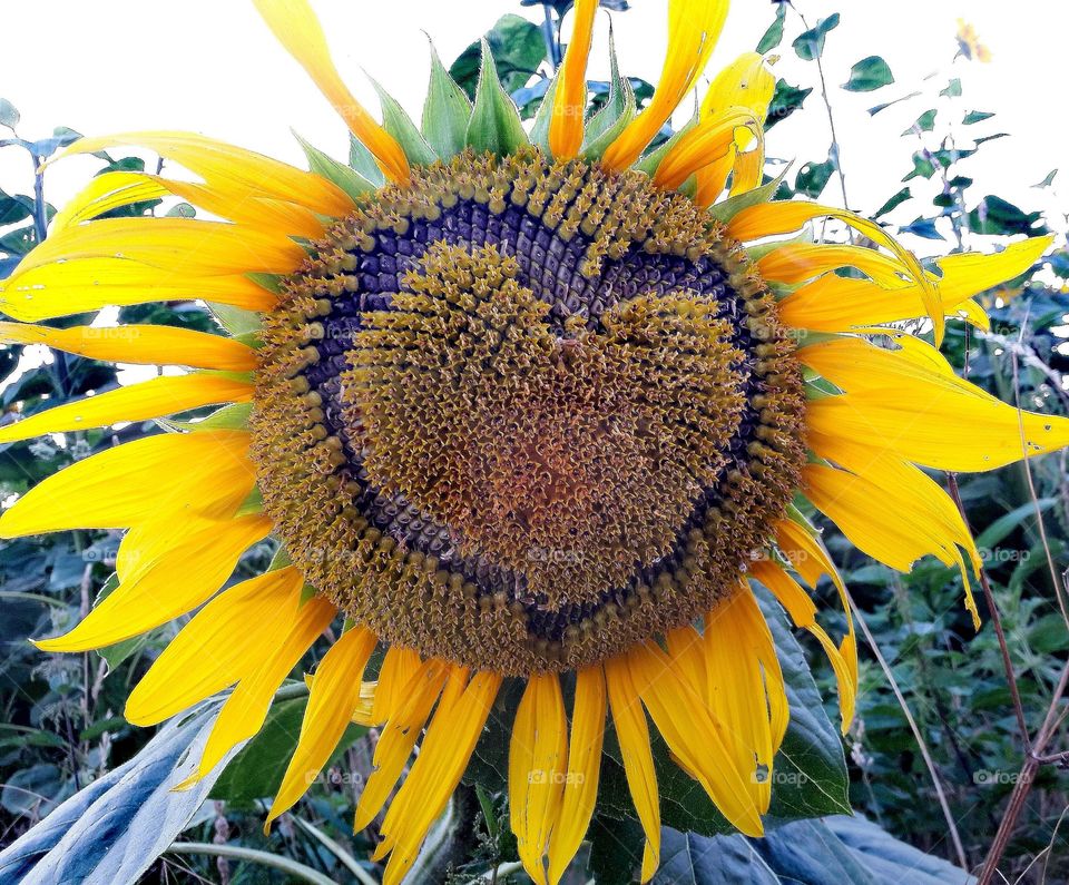 Close up of a sunflower with a heart shape in the middle