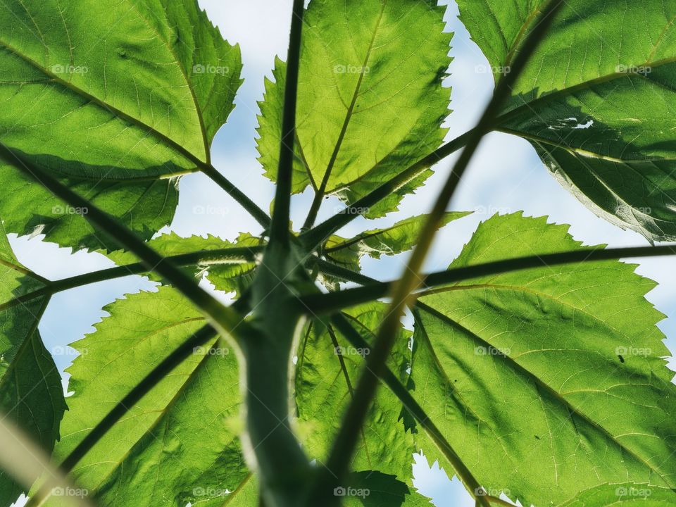 Sunflower plant from below