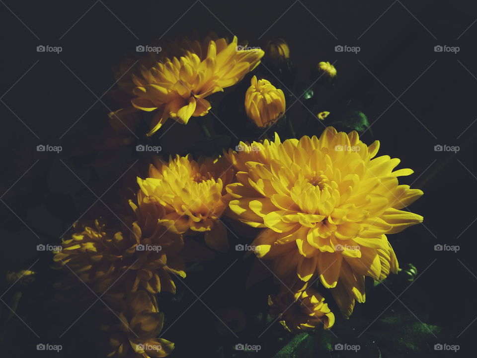 Golden-daisy. Golden-daisy on dark background