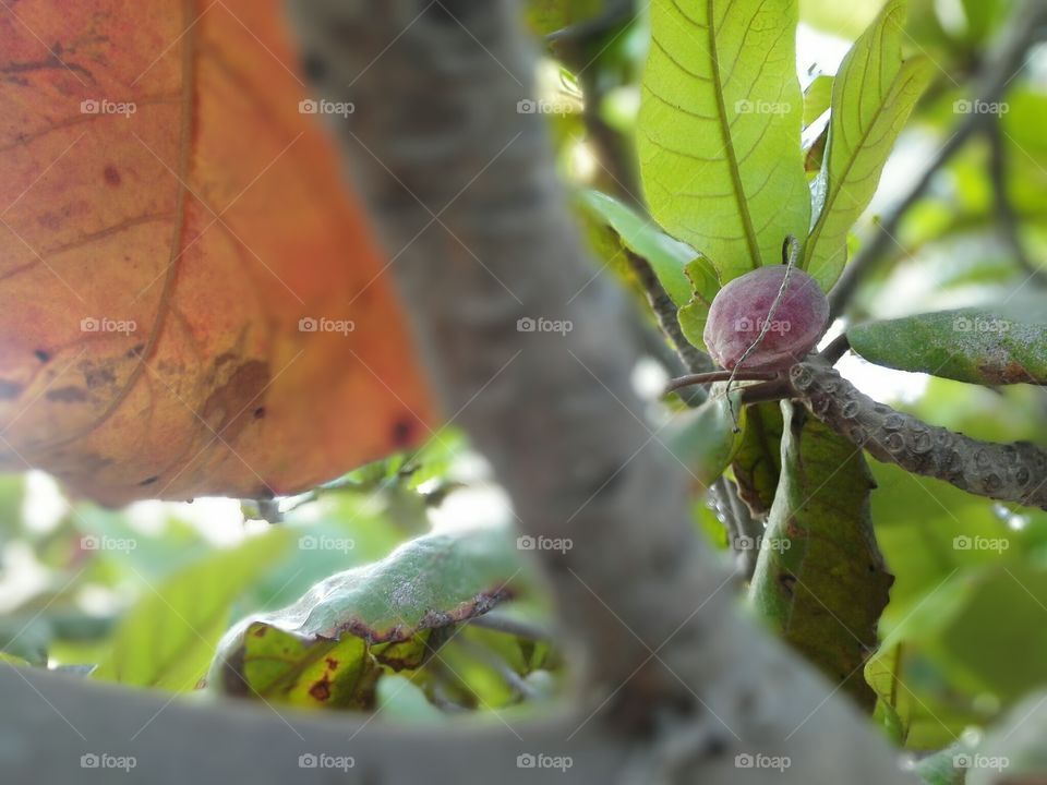 The fruit of the leaves of the trees