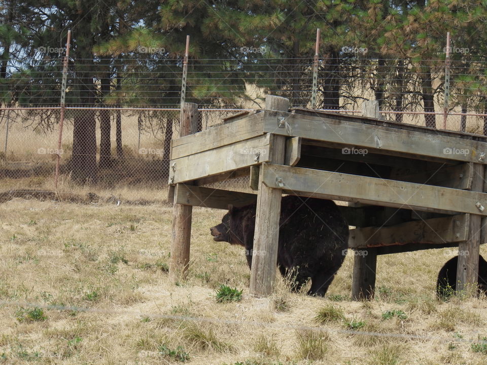 Animals at A park in Southern Oregon 