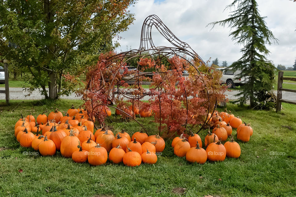 Pumpkin display