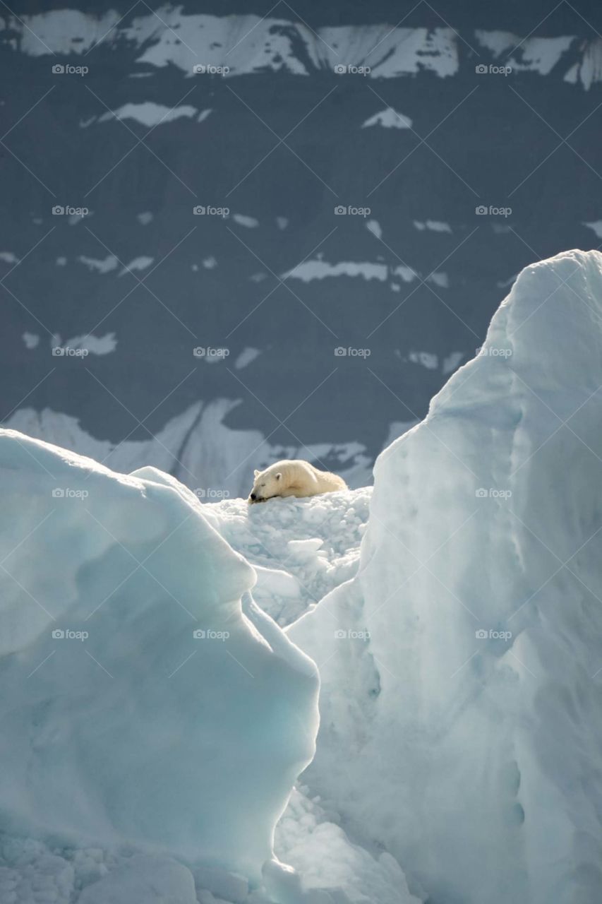 polar bear in greenland