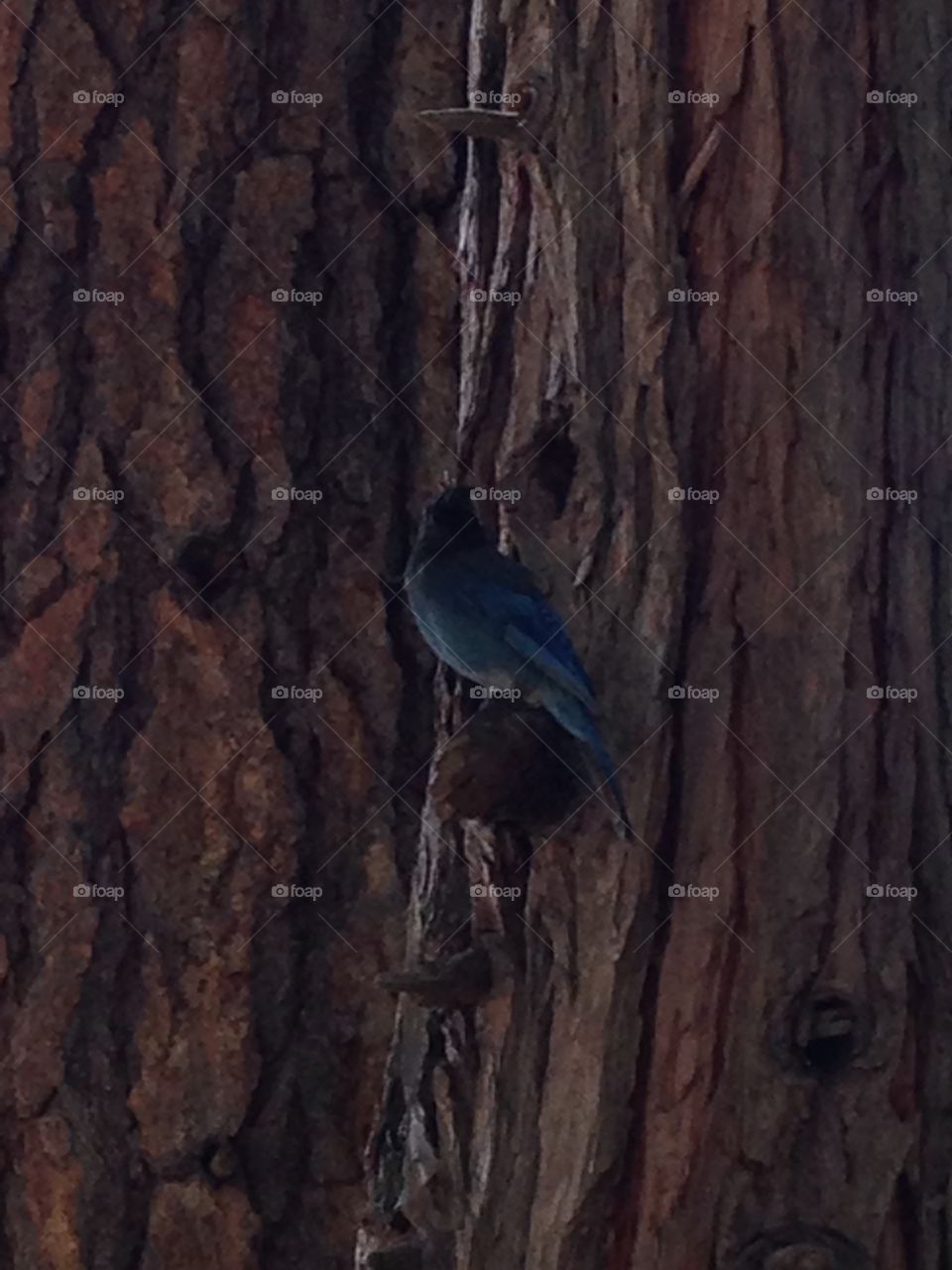 Bird  on trees
