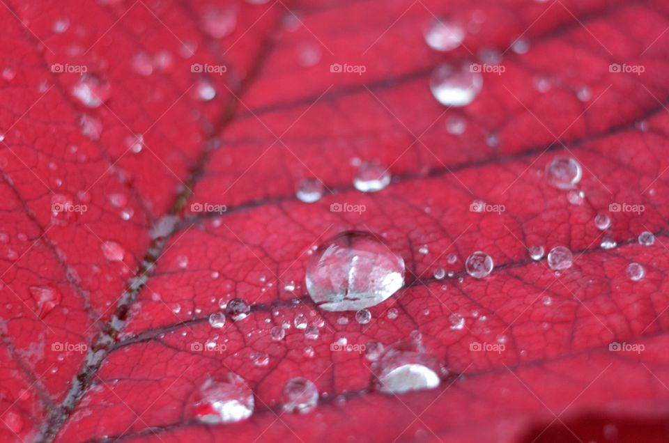 Extreme close-up of red leaf