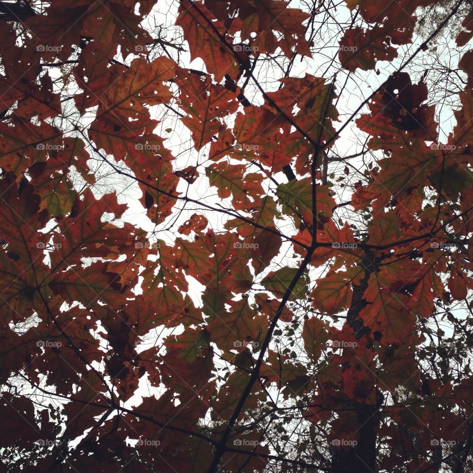 fall leaves