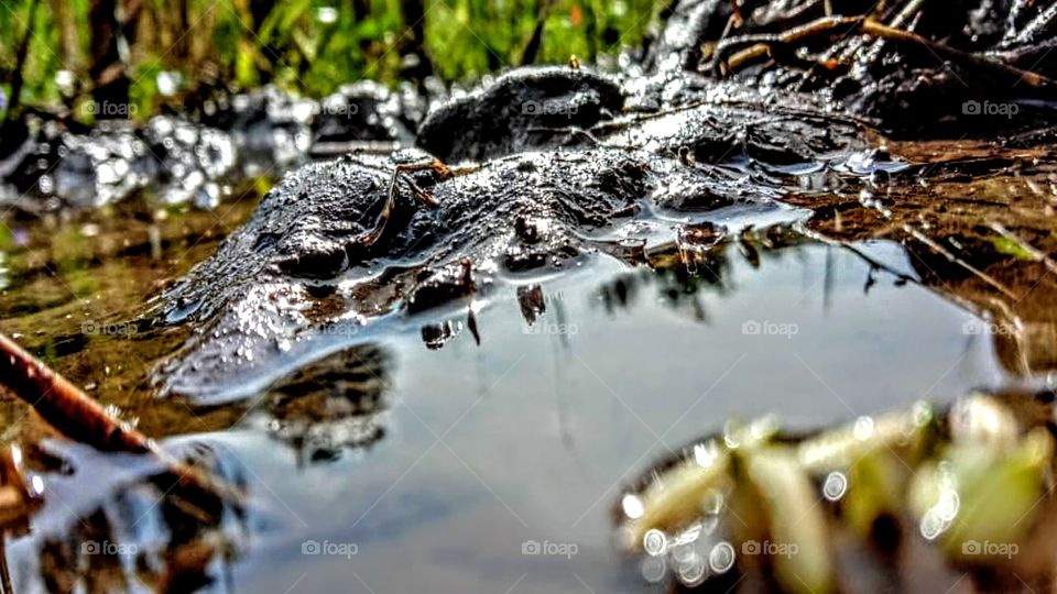 This puddle is at first glance ordinary but contains studies or something