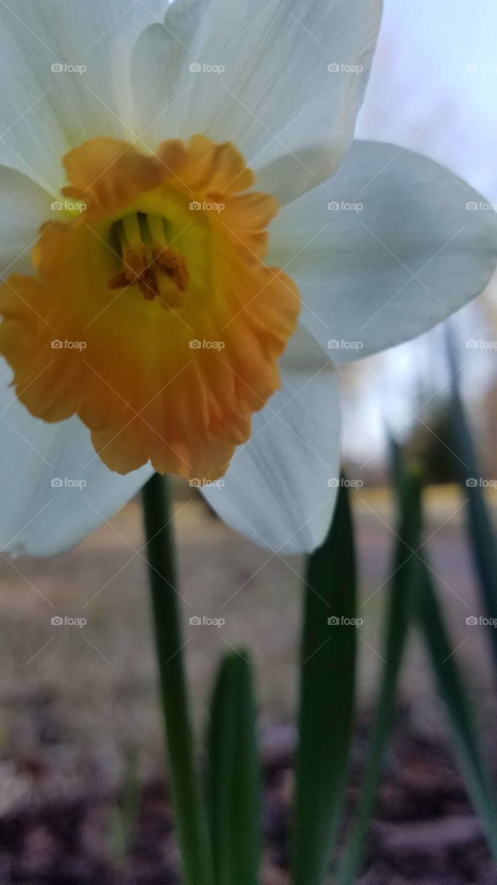 daffodil in white and yellow