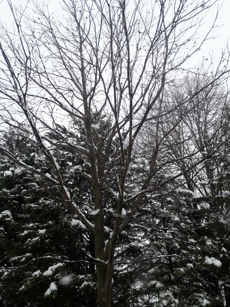 Scenic view of bare tree