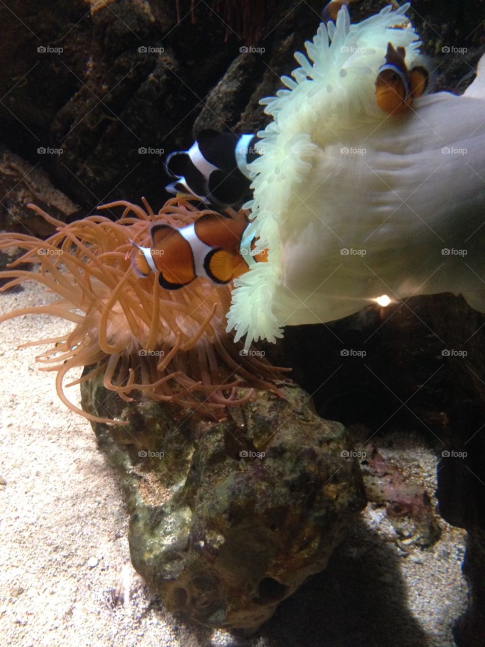 A miniature nemo, clown fish and his friend swimming in their tank surrounded by rocks and sand