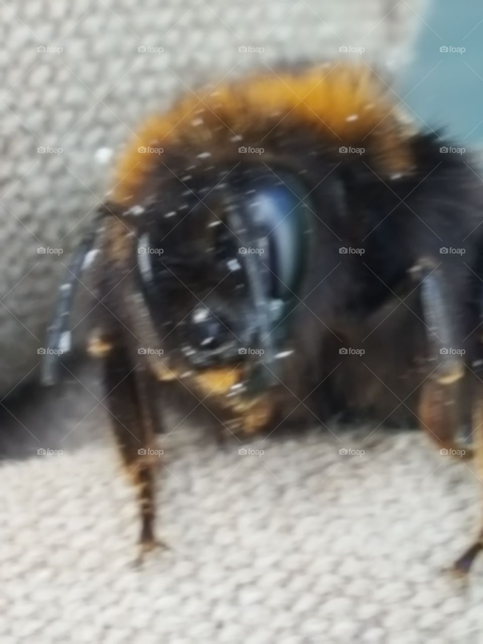 bee