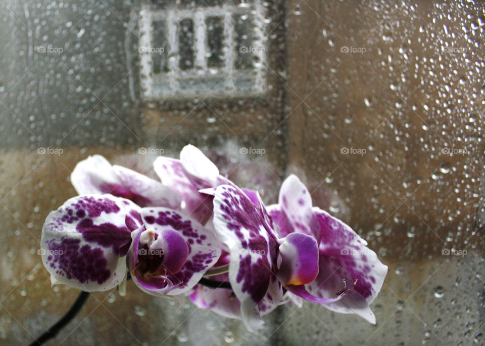 An orchid flower, raining outside