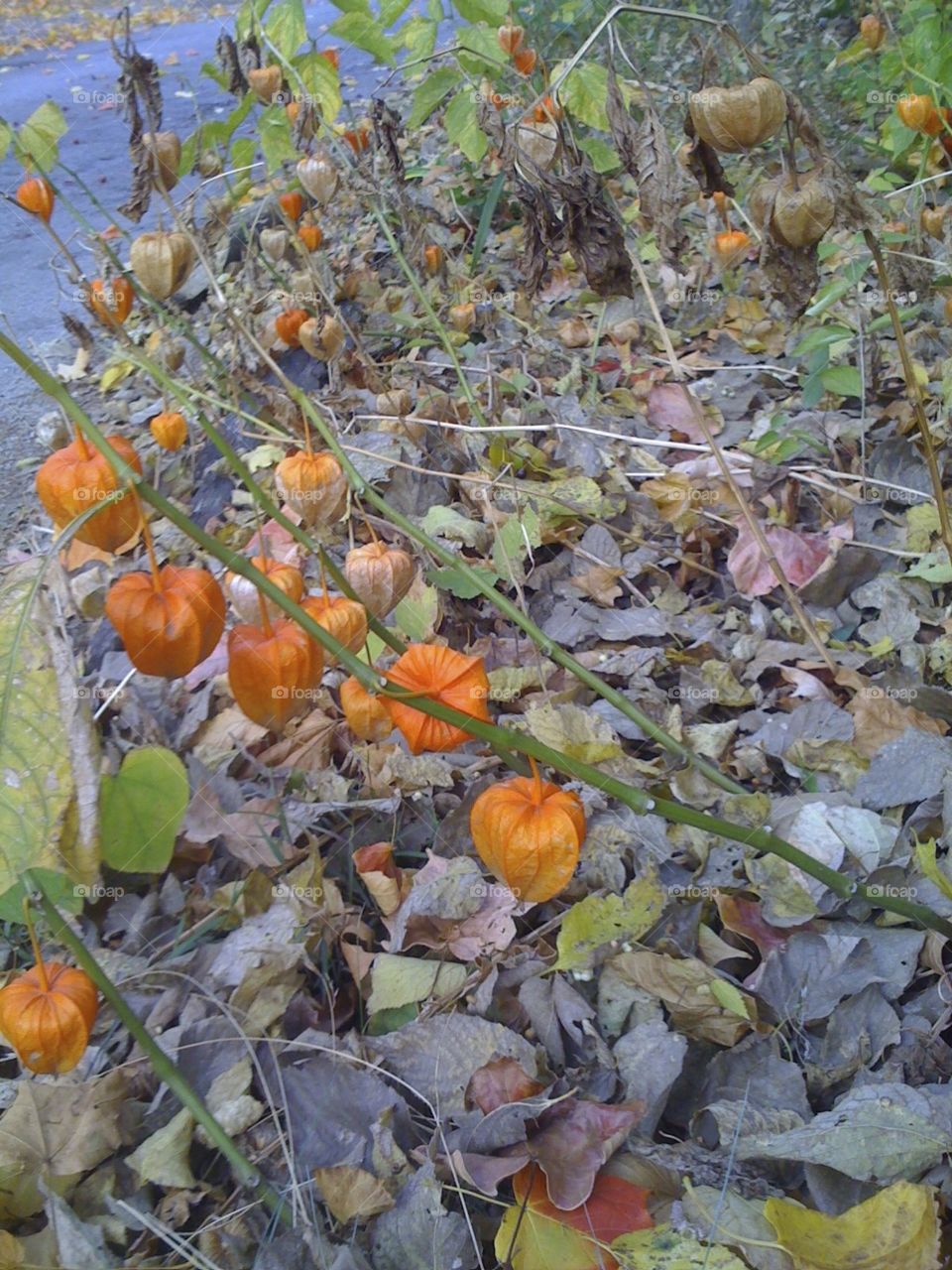 Fall, Leaf, Nature, Season, Flora