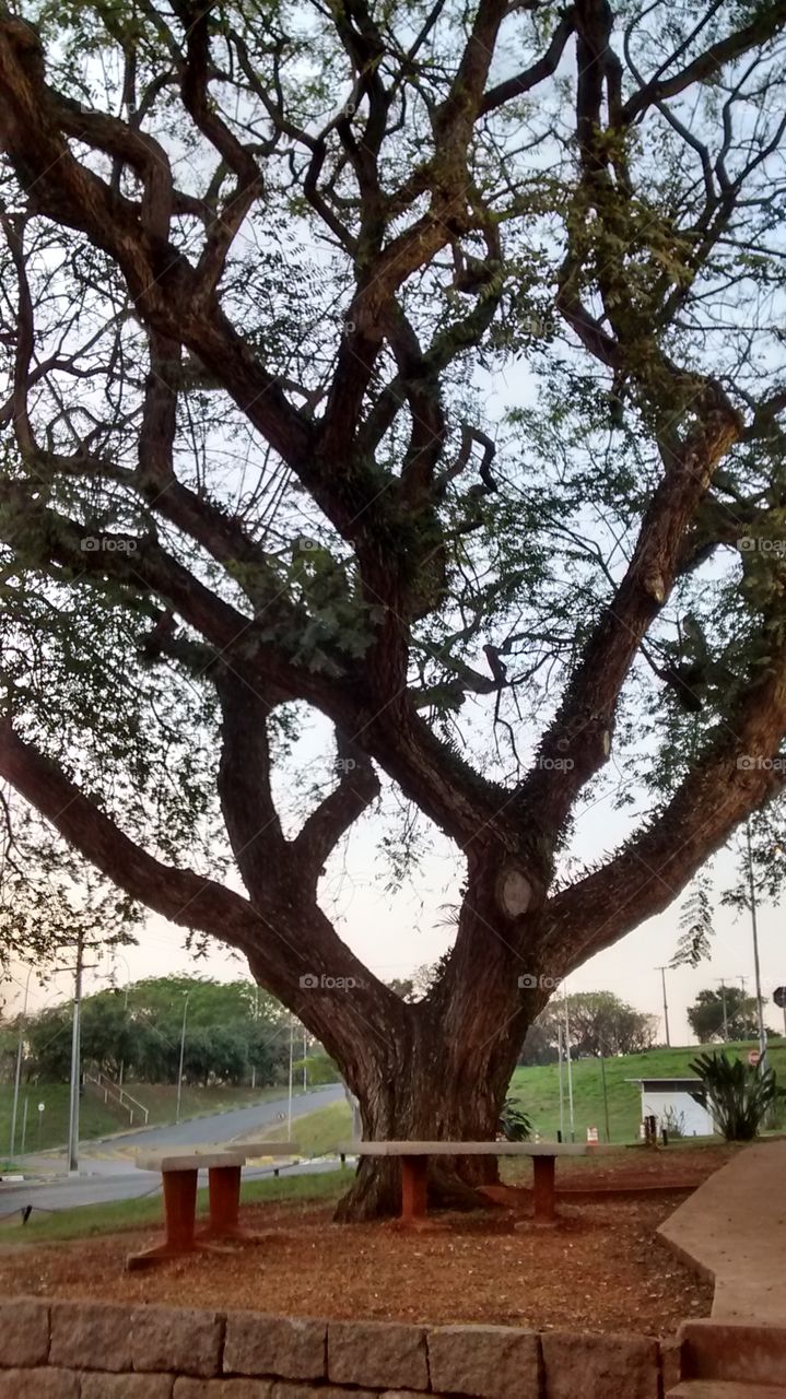 árvore com 150 anos