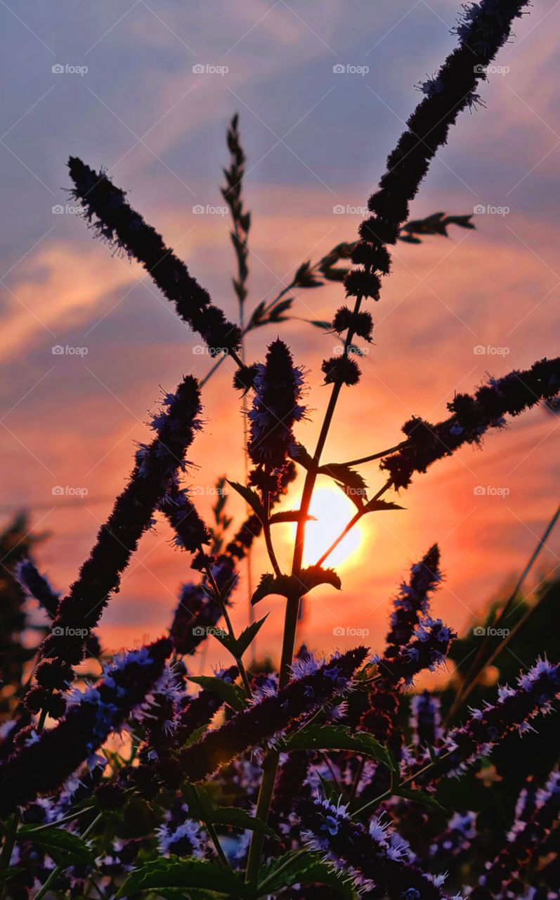 blooming flowers at Golden hour