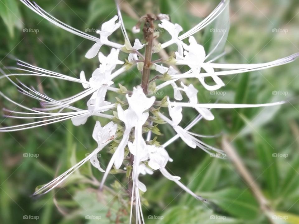 Cat's Whiskers Flowers