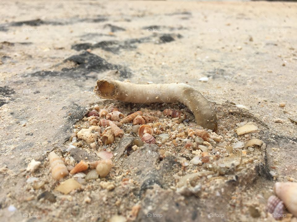 Tiny seashells collecting at low tide, in their natural
State 