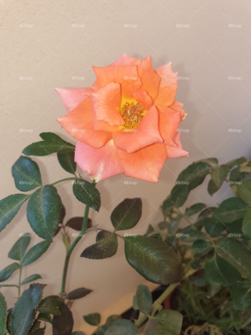 Rose Flower