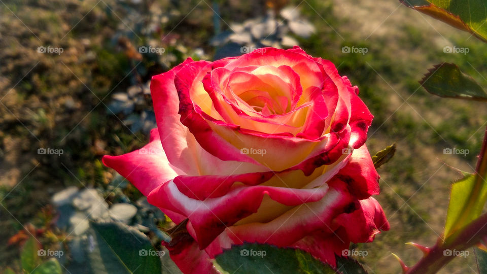 Beautiful rose flower with different shades of color and natural background