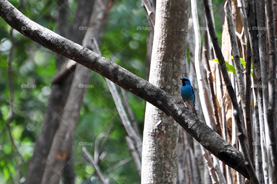 Blue bird perching on branch