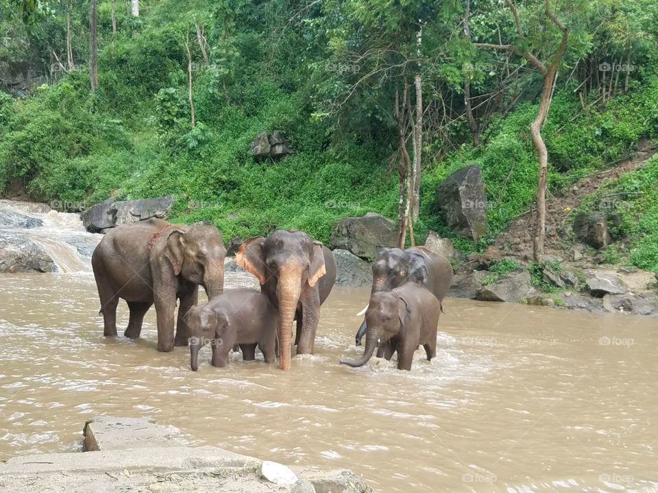 Elephant Bath